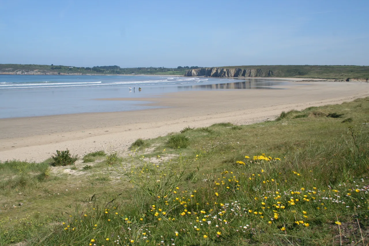 La plage de Goulien à Crozon, avec sable, mer et fleurs jaunes au premier plan.